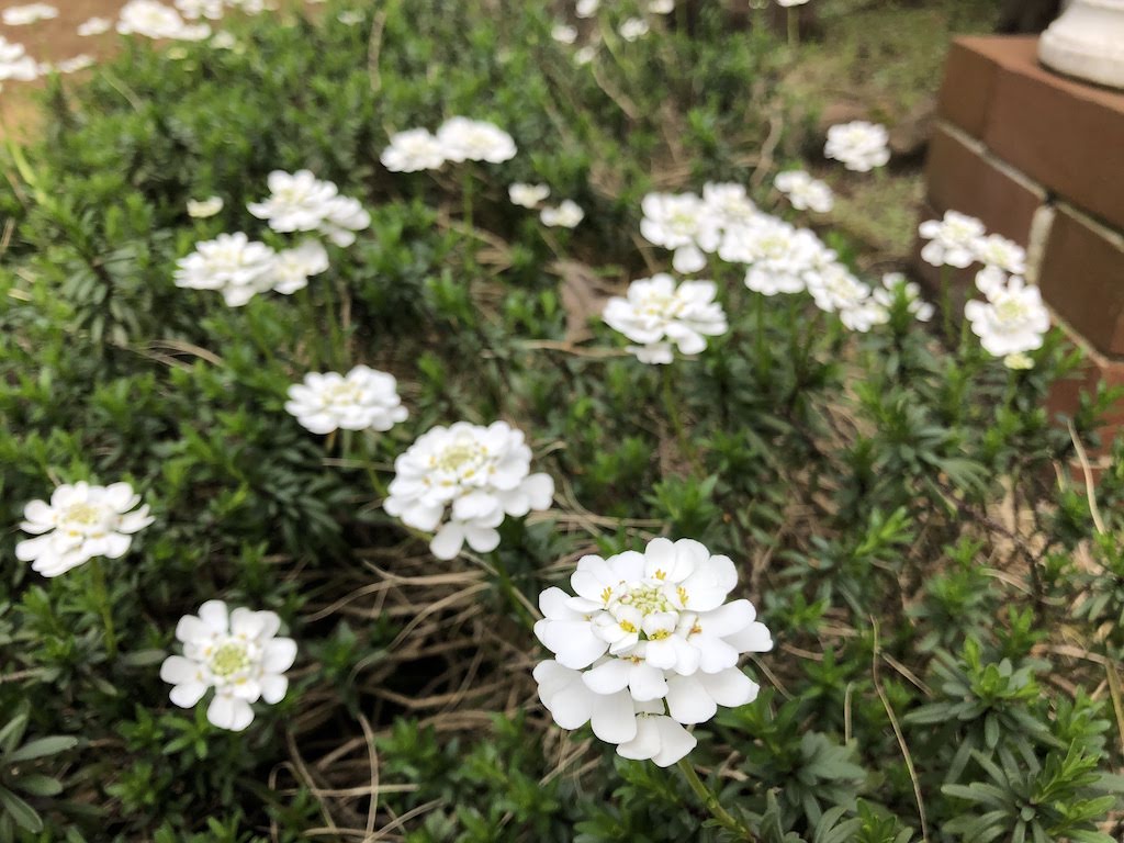 小さな庭の四月の花たち/April flowers