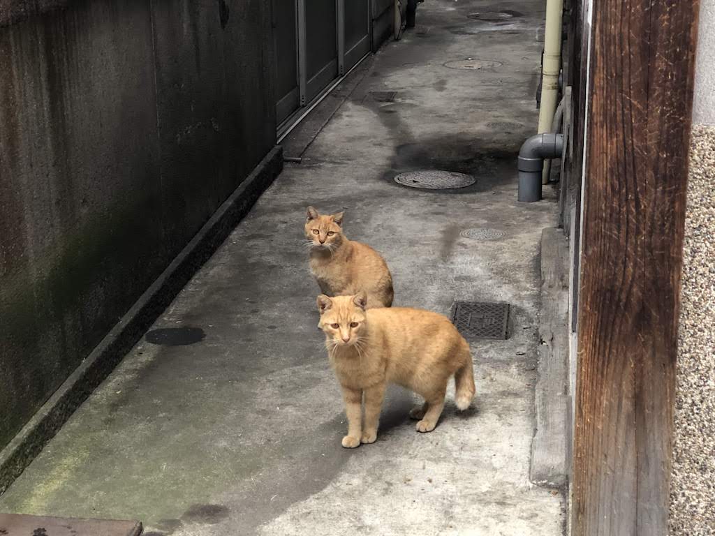 尾道の猫1/CatsinOnomichi1