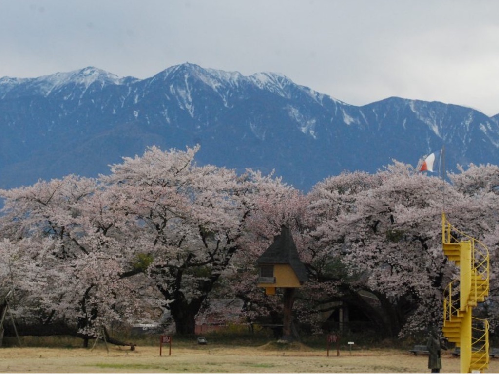 尾道の「桜」事情/CherryBlossoms