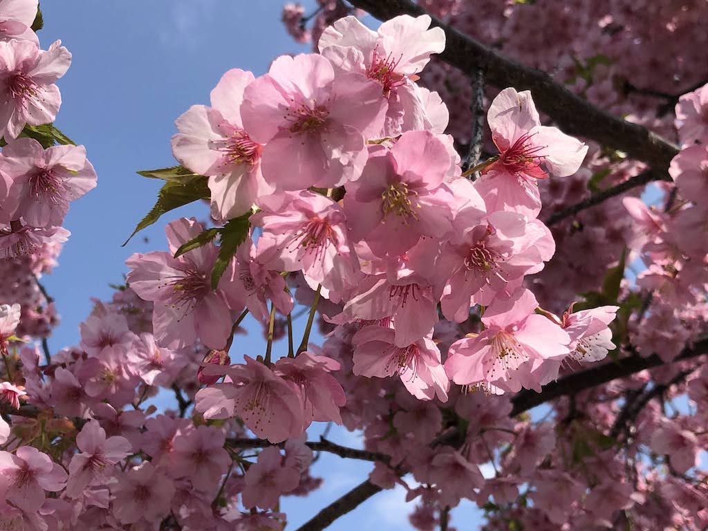 尾道の「桜」事情/CherryBlossoms