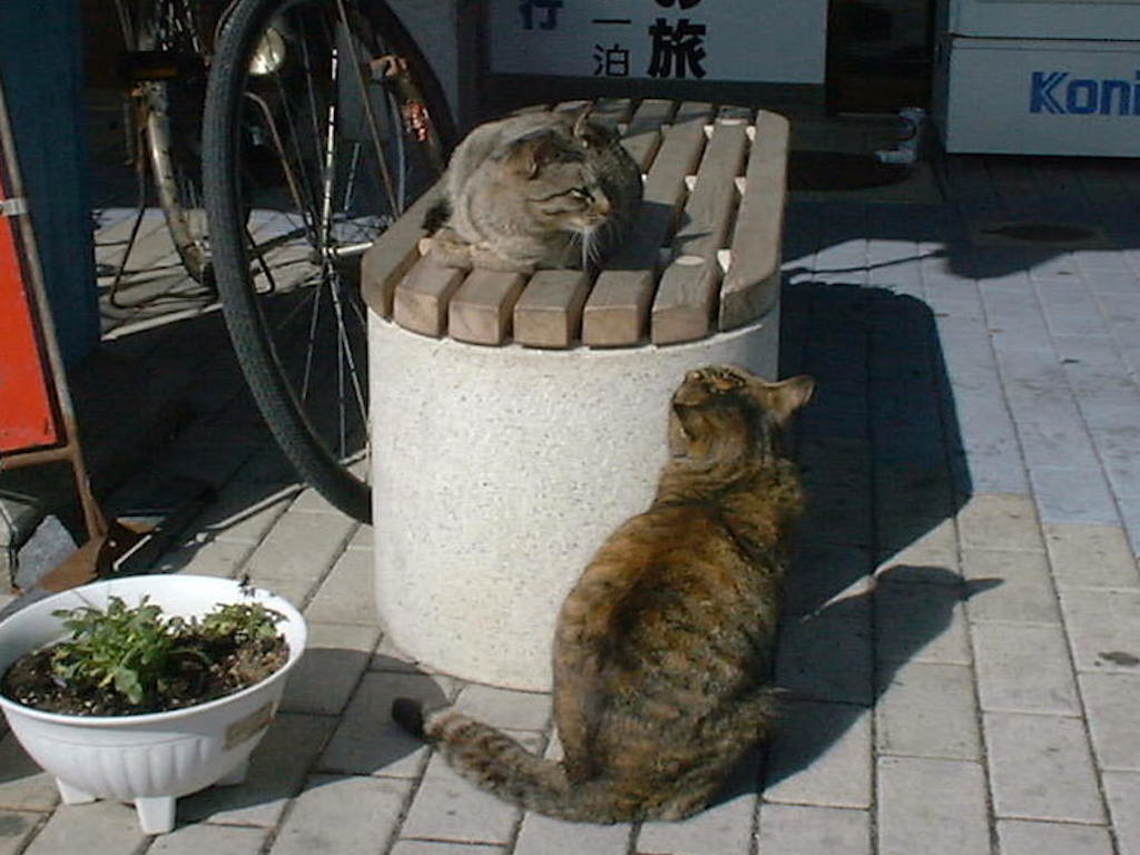 日本の猫1/JapaneseCats1