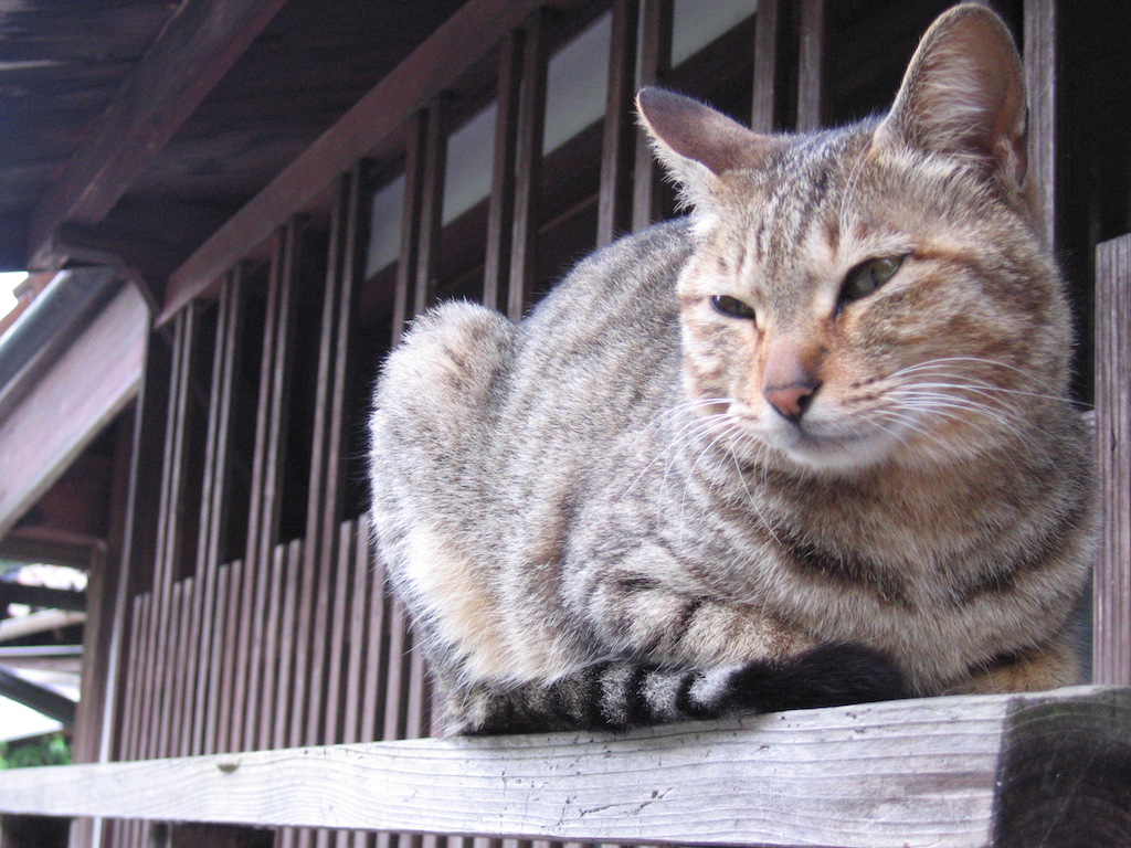 日本の猫3/JapaneseCats3