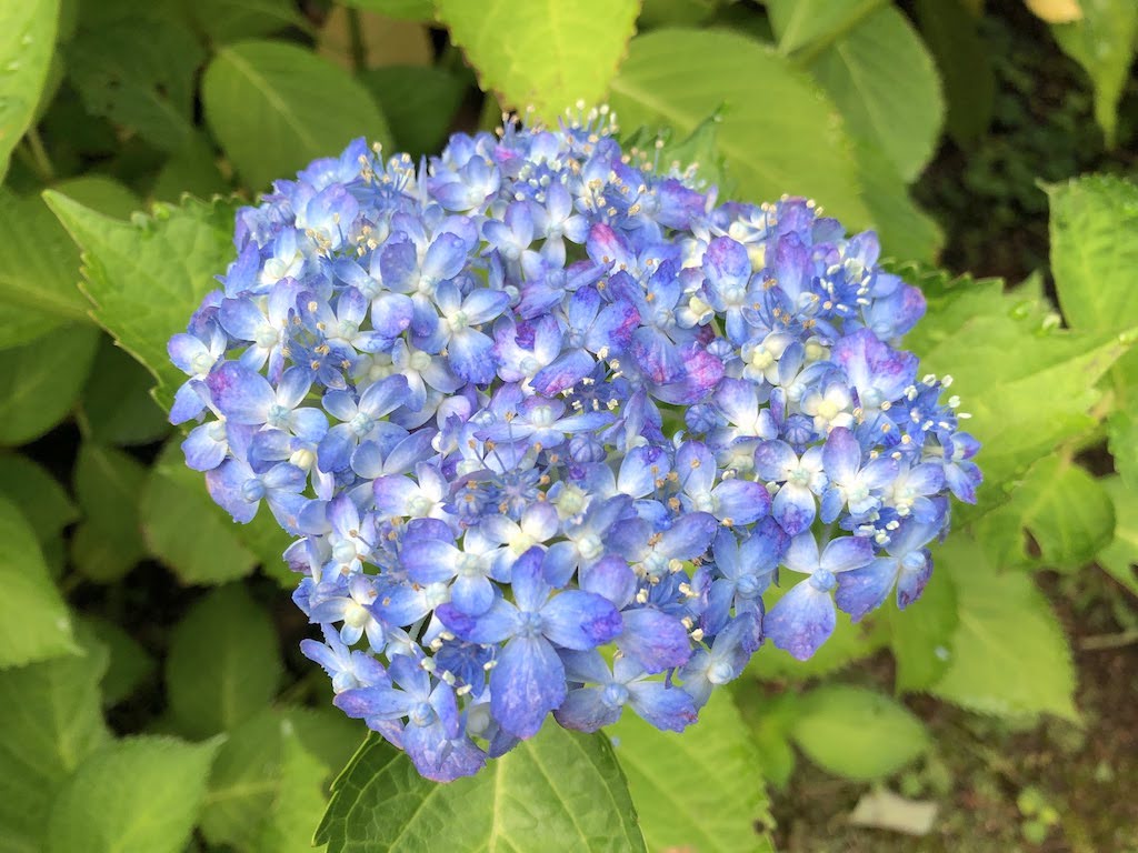 小さな庭の六月の花たち/Juneflowers