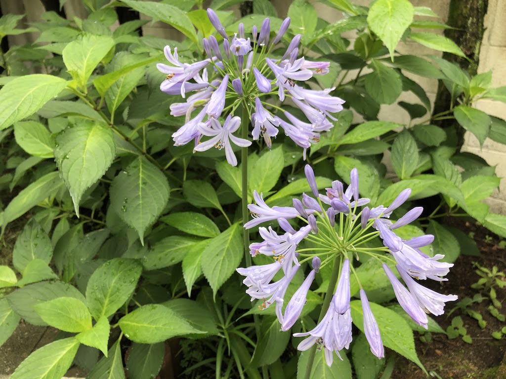 小さな庭の六月の花たち/Juneflowers