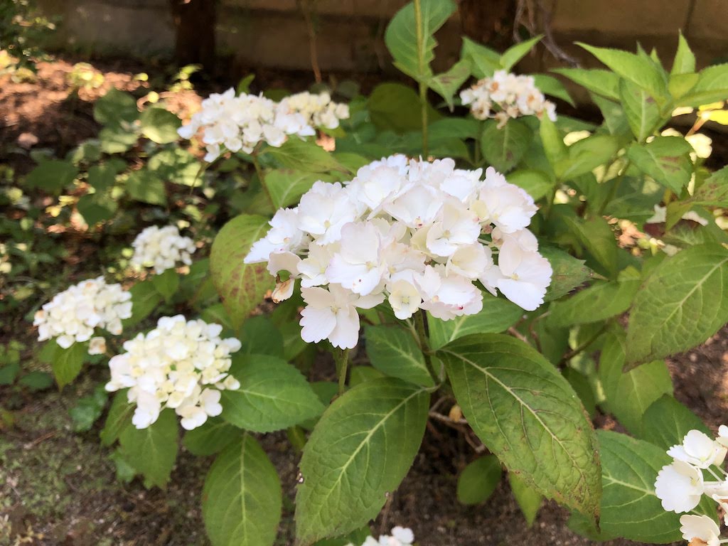 小さな庭の五月の花たち/Mayflowers