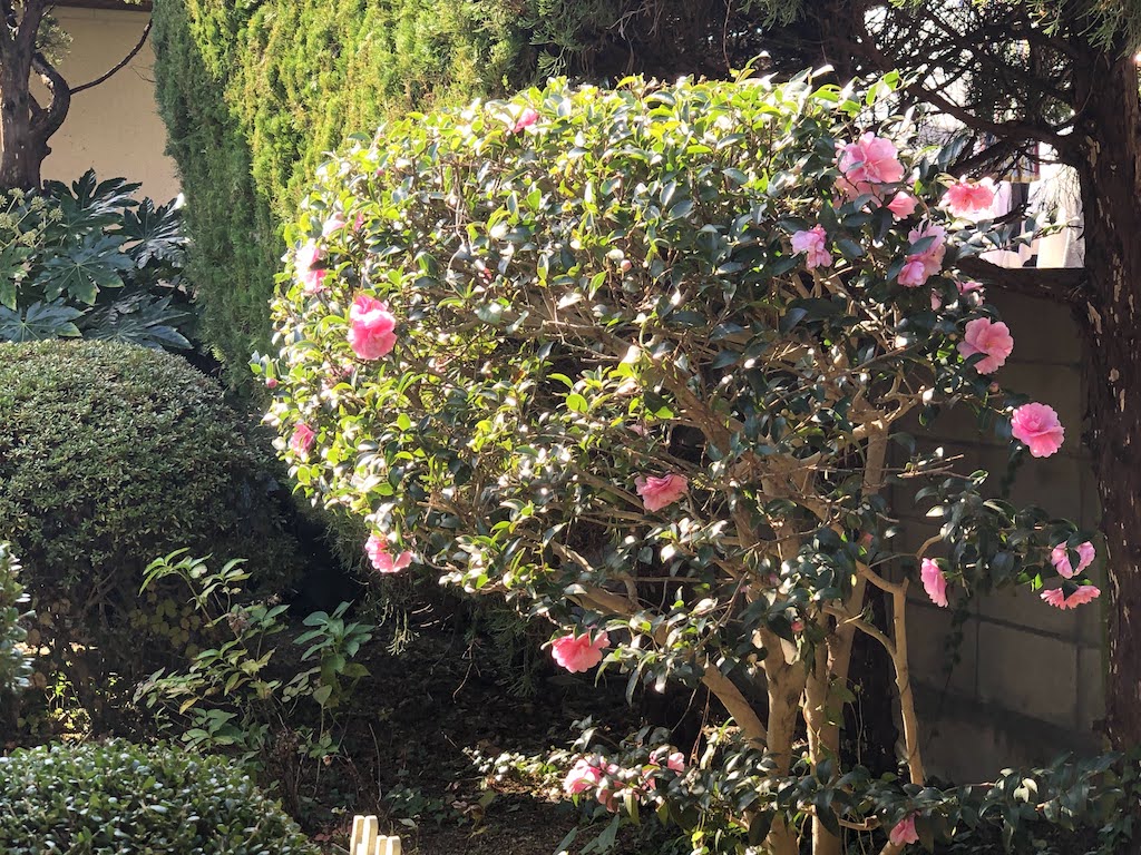 小さな庭の霜月の花木/Midautumn
